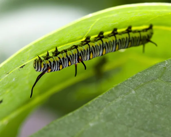 Monarch Butterfly Caterpillar On Milkweed — Stock Photo, Image