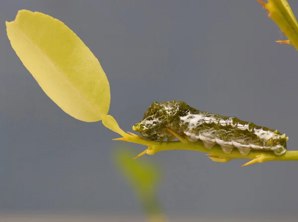 Pupa is hanging on branch. — Stock Photo, Image