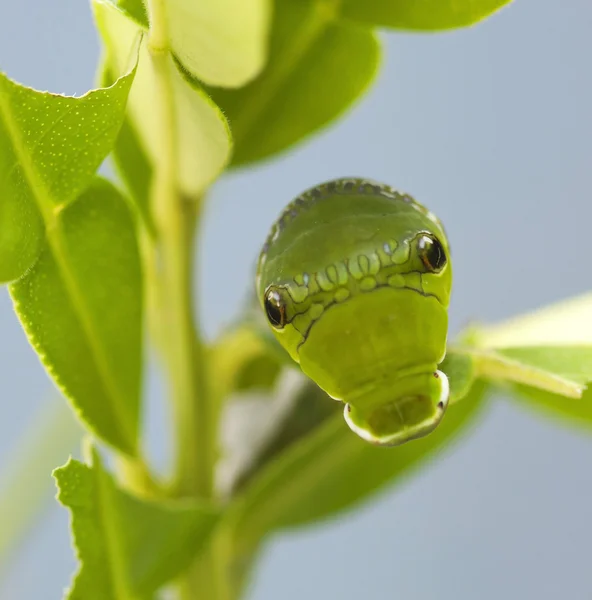 Vista frontal de uma pupa comendo um caule — Fotografia de Stock