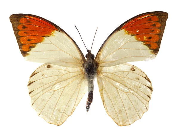 Borboleta de ponta laranja grande isolado no branco — Fotografia de Stock