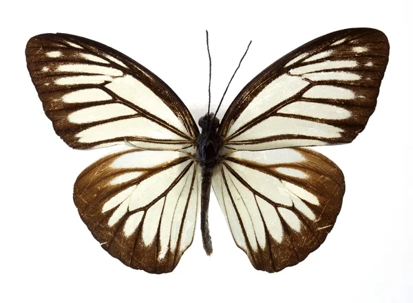 Borboleta errante comum isolada em branco — Fotografia de Stock