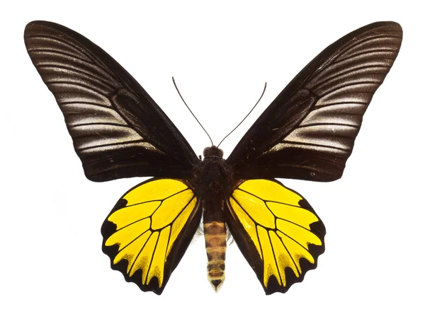 孤立在白色的常见黄扇蝶 — 图库照片