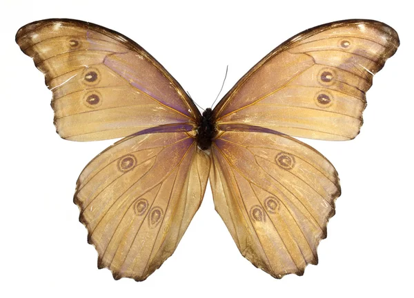 하얀 배경에 있는 나비 — 스톡 사진