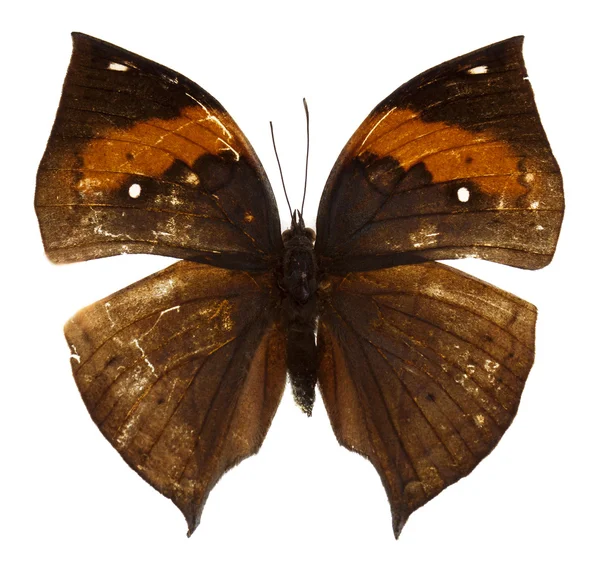 The malayan oakleaf butterfly on white background — Stock Photo, Image