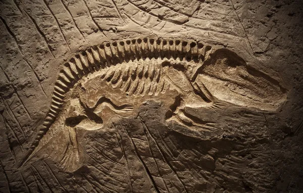 Modell eines Dinosaurierfossils — Stockfoto