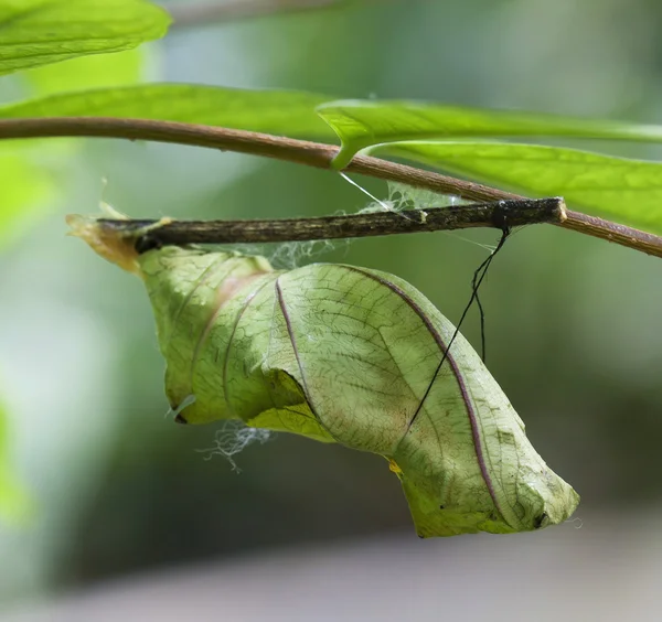 Butterfly chrysalis hanging on branch — Stock Photo, Image