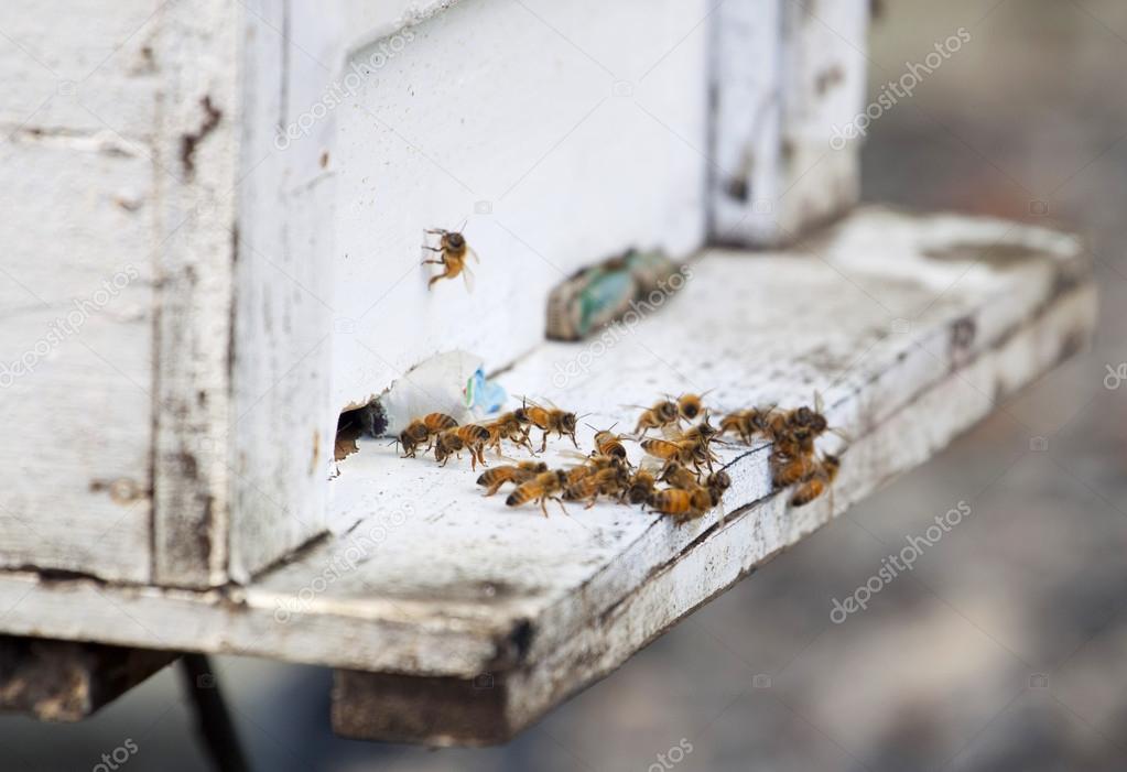 Honey bees on beehive
