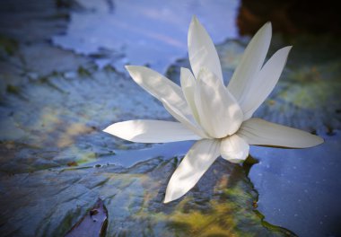 tatlı beyaz lotus çiçeği göl
