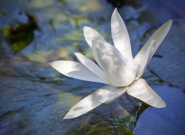 Closeup white lotus flower in the lake — Stock Photo, Image