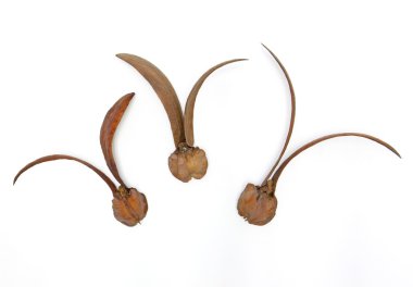 dipterocarpus intricatusi, kanatlı tohum