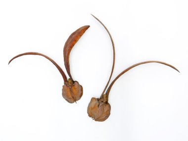 dipterocarpus intricatusi, kanatlı tohum
