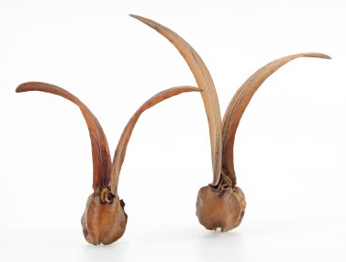 dipterocarpus intricatusi, kanatlı tohum