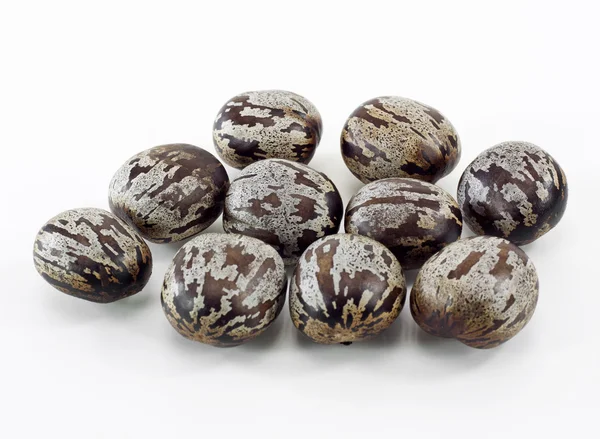 Rubber seed — Stock Photo, Image