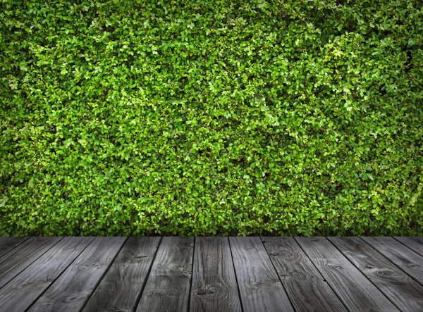 Green leaves wall and old wood floor for background
