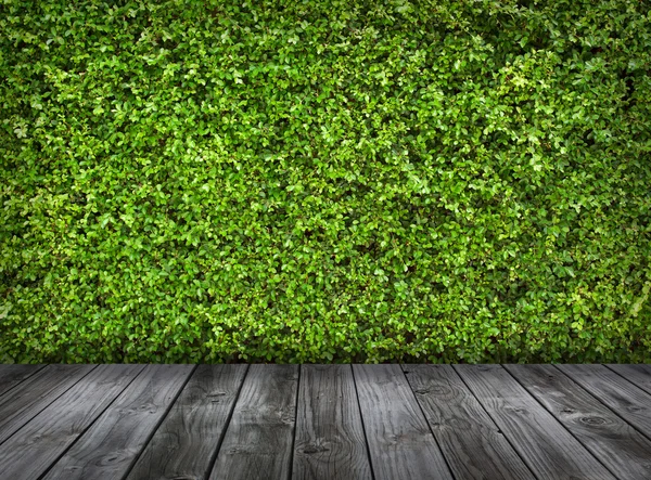 Зеленые листья стены и старый деревянный пол для заднего плана — стоковое фото