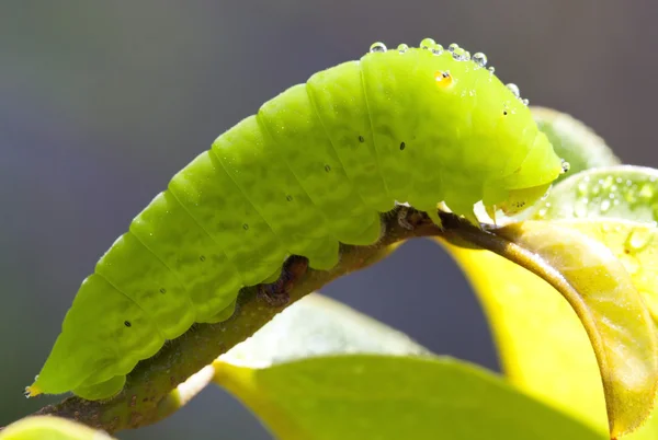 Pupa on branch. Tailed Jay — Stock Photo, Image