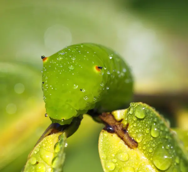 Pupa on branch. Tailed Jay — Stock Photo, Image