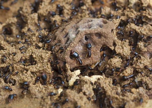 Soldat termite de mâncători de sol — Fotografie, imagine de stoc