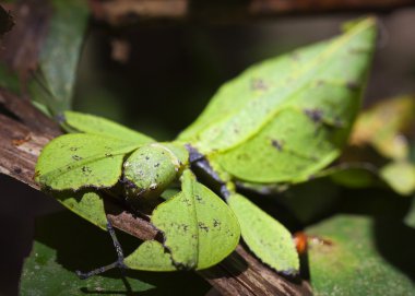 closeup çekim yaprak böcek phylliidae