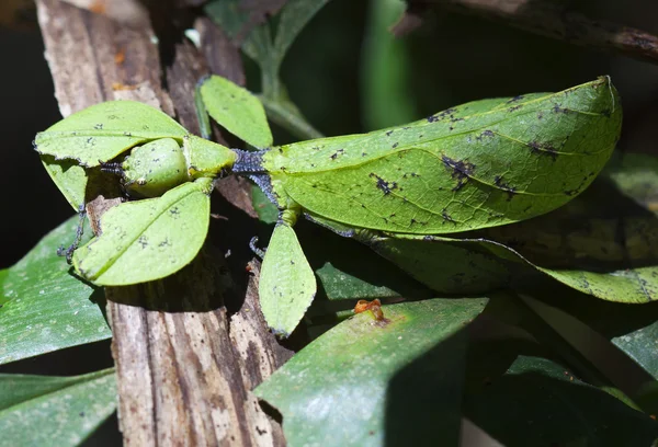 Detailní záběr list hmyz, phylliidae — Stock fotografie