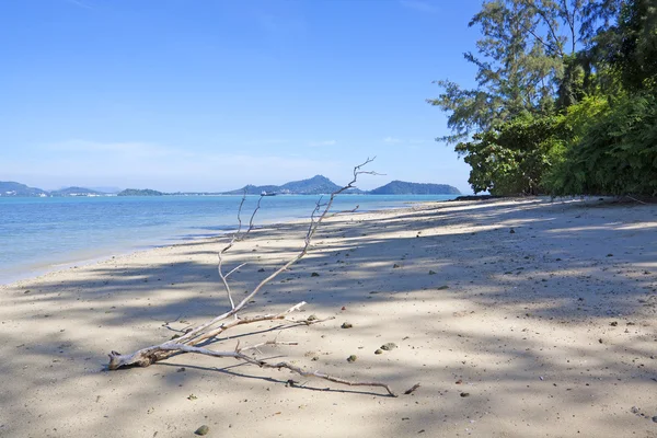 Deadwood op wit zand strand — Stockfoto