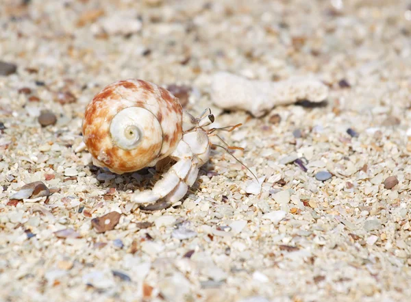 Cangrejo ermitaño — Foto de Stock