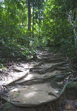 Ormanın derinliklerinde