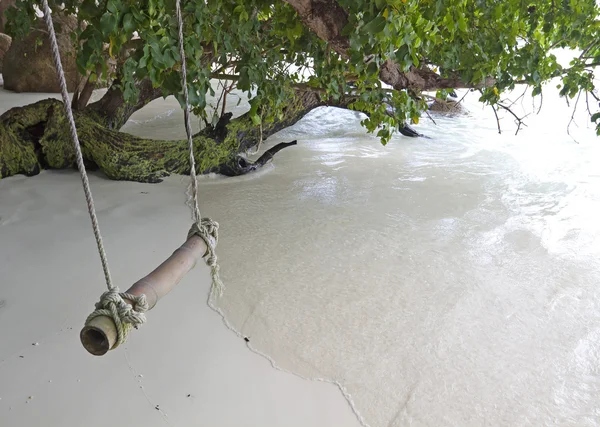 Rope swing from tree near beach by the sea — Stock Photo, Image