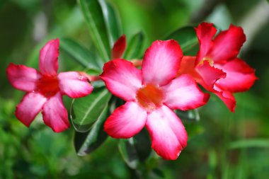 Impala lily: adenium obesum balf.