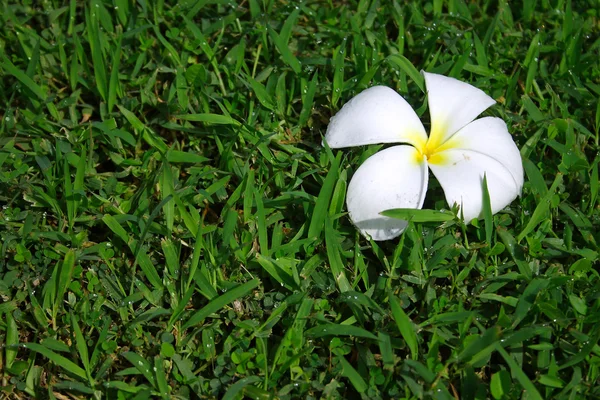 Frangipani tropical flower on green grass — Stock Photo, Image
