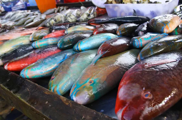푸 켓에서 앵무새 물고기 — 스톡 사진