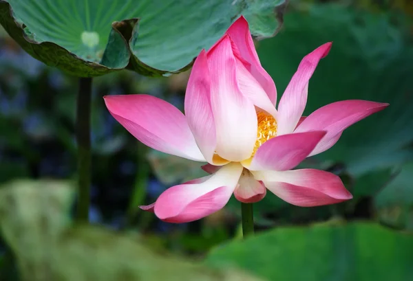 Fiore di loto rosa — Foto Stock