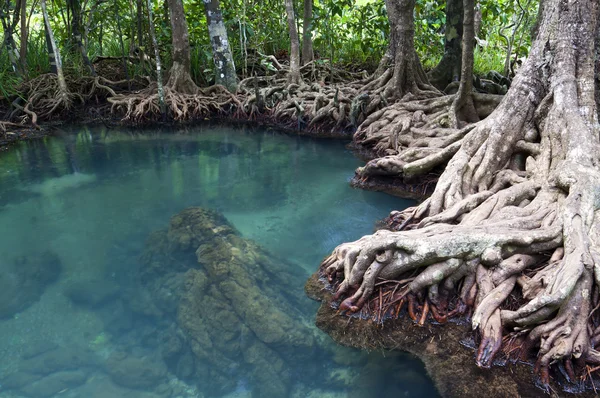 Foreste di mangrovie (palude) con fiume — Foto Stock