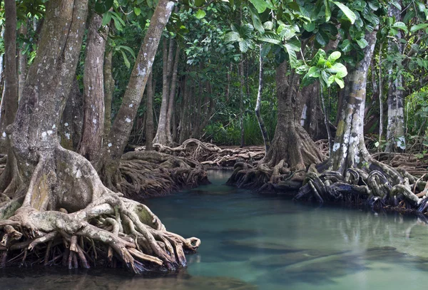 Mangrove forests ( swamp ) with river — Stock Photo, Image