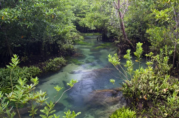 Bosques de manglares (pantano) con río — Foto de Stock