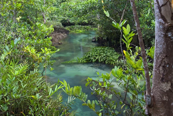 Bosques de manglares (pantano) con río —  Fotos de Stock