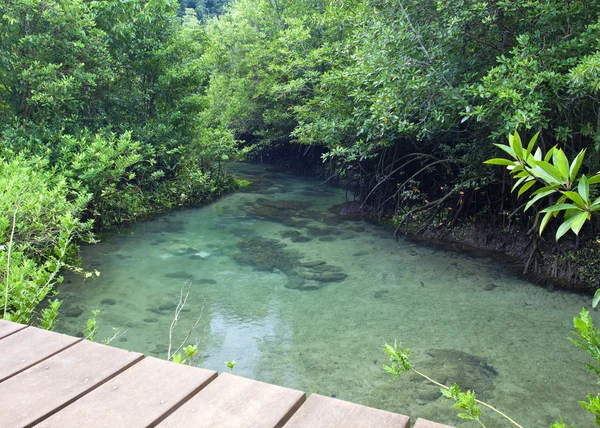 Foreste di mangrovie (palude) con fiume — Foto Stock