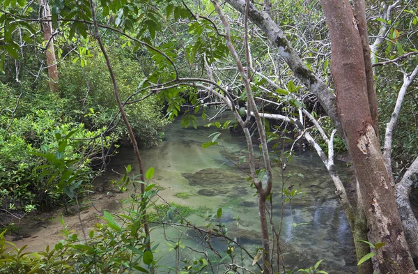 Mangrov ormanları (bataklık) Nehri ile — Stok fotoğraf