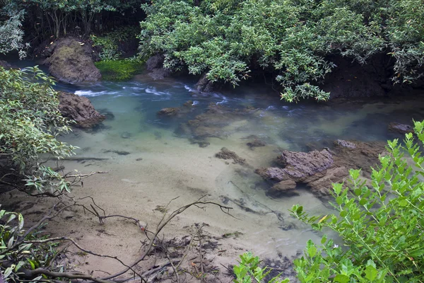 Mangrov ormanları (bataklık) Nehri ile — Stok fotoğraf