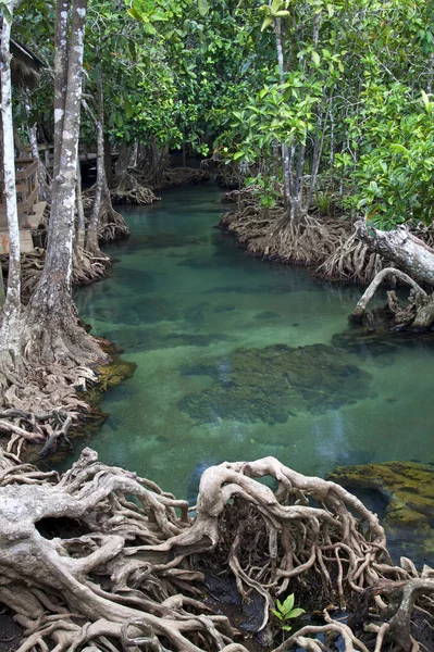 Bosques de manglares (pantano) con río — Foto de Stock