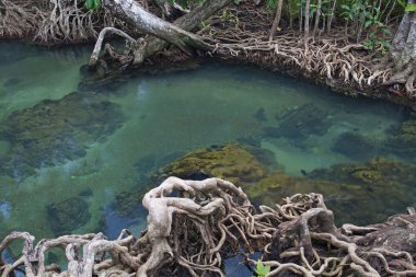 Mangrov ormanları (bataklık) Nehri ile
