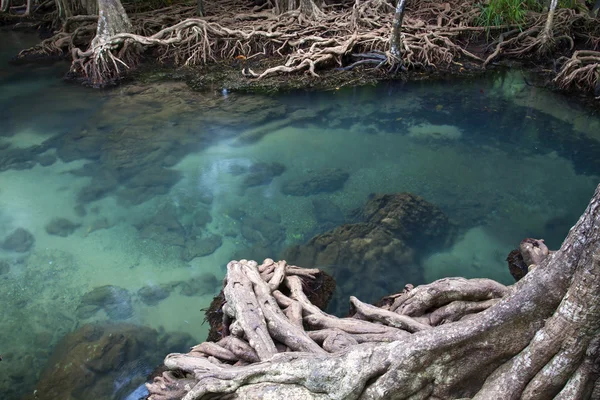 Mangrovenwälder (Sumpf) mit Fluss — Stockfoto