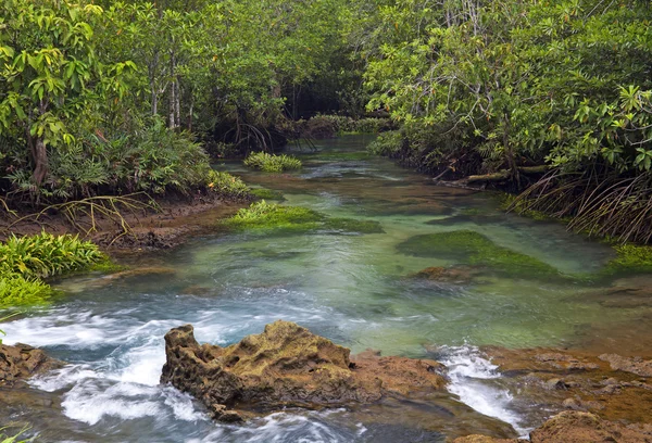 Mangrovenwälder (Sumpf) mit Fluss — Stockfoto