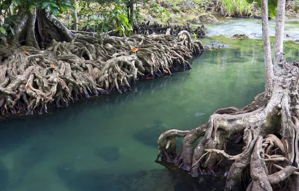 Mangrovenwälder (Sumpf) mit Fluss — Stockfoto
