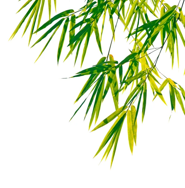 Bambusblätter auf weißem Hintergrund — Stockfoto