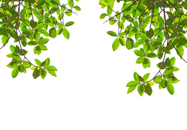 green leaves on white background