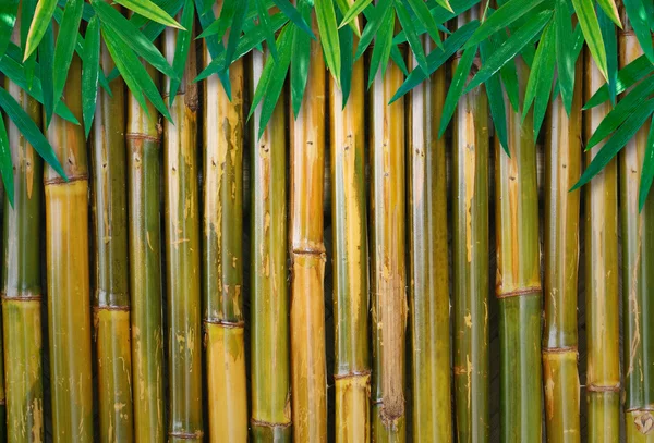 Sfondo di bambù con foglie — Foto Stock