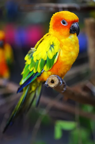 Sun Conure Loro en una rama de árbol — Foto de Stock