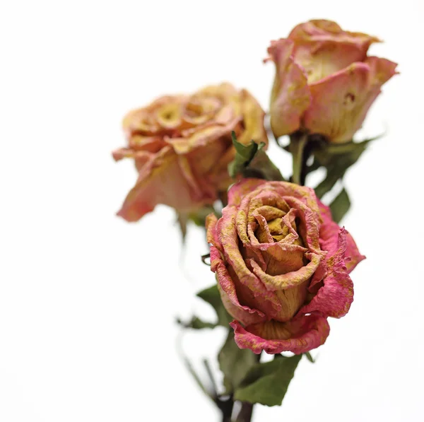 Rosas secas sobre fondo blanco —  Fotos de Stock