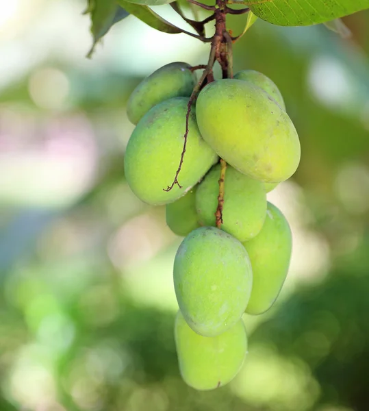 Mangos verdes frescos — Foto de Stock